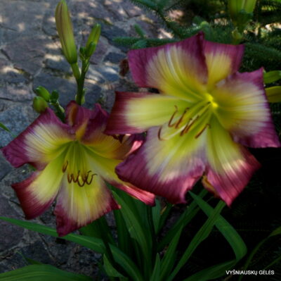 Stargate Portal x sdlg Nr.1