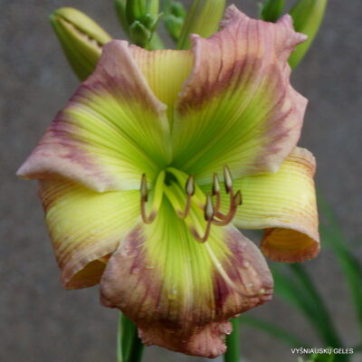 Stargirl x Search for Green Pastures