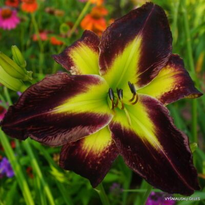 Stargirl x sdlg(Nr.3)