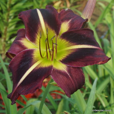 Starmans Quest x sdlg