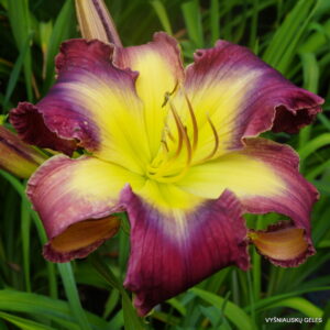 Starman's Quest x sdlg Nr.1