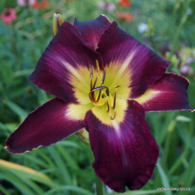 Starmans Quest x sdlg Nr.3