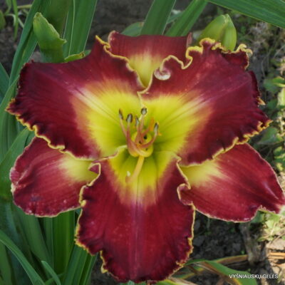 The Heart is On x Harold Steen