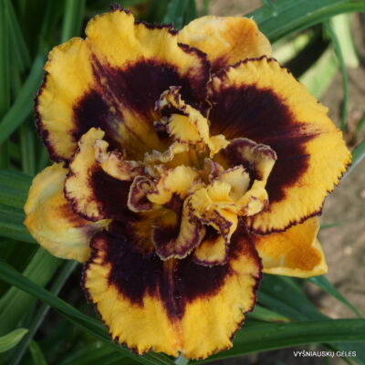 Tropical Fusion x New Paradigm