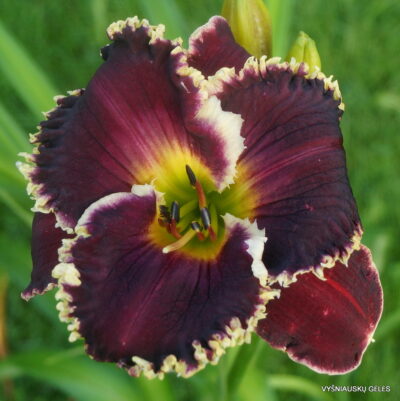 Van Helsing x Gnashing of Teeth