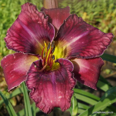 Vertical Horizon x Maya Blue