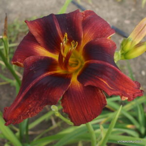 Walters Tango x sdlg(Starman's Quest x Boss Hogg)