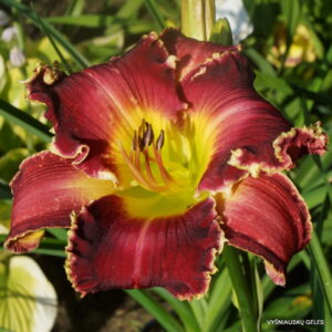 Wolverine x Dale Hensley