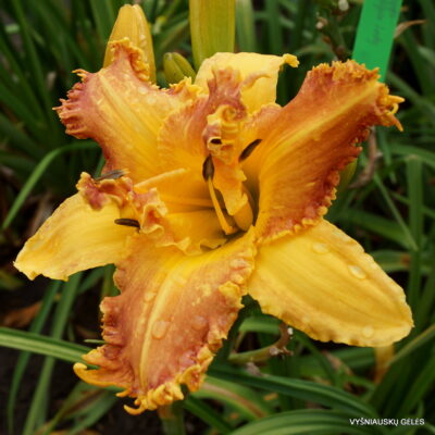 Wolverine x Deadliest Catch