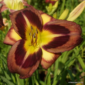 sdlg ( Nr.3 ) x sdlg (Kor.)