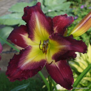 sdlg x Applique Prism