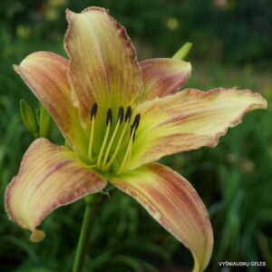 sdlg x Crackling Fire