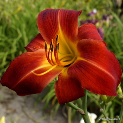 'Al‘s Red Tower' (2)