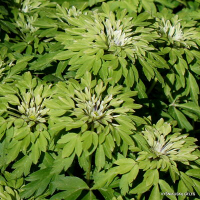 Anemone nemorosa 'Virescens' (2)