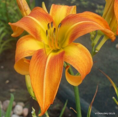 Cheetah Wheelies (2)