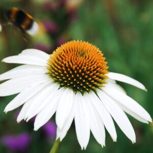 Echinacea purpurea 'Alba'