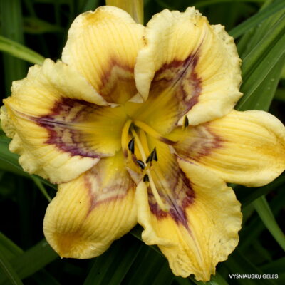 Heavenly Shockwave (2)