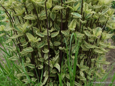 Heliopsis 'Summer Green' (2)