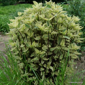 Heliopsis 'Summer Green'