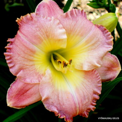 How Lovely You Are (2)