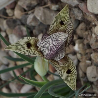 Iris acutiloba subsp. lineolata (2)