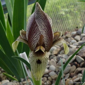 Iris acutiloba subsp. lineolata