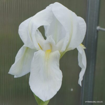 Iris albicans (2)
