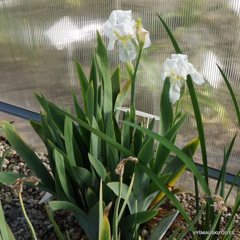 Iris albicans (3)