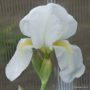 Iris albicans