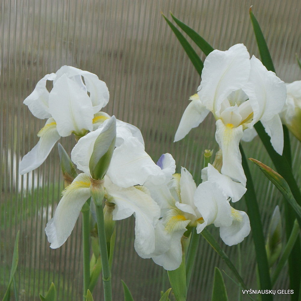Iris albicans AH.9170