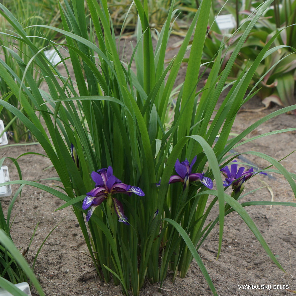 Iris colchica