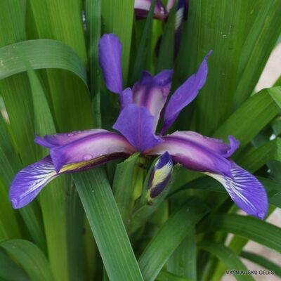 Iris colchica (2)