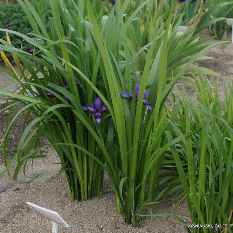 Iris colchica (3)