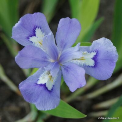Iris cristata (2)