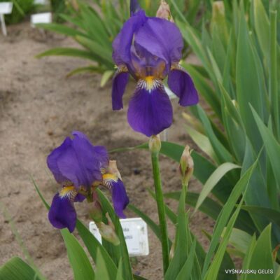 Iris croatica (2)