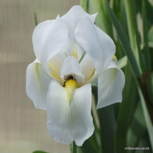 Iris hoogiana ‘Alba‘