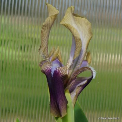 Iris hoogiana ‘Antandre‘ (2)