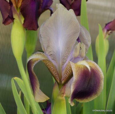 Iris hoogiana ‘Antiope‘ (2)