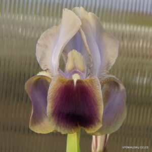 Iris hoogiana ‘Antiope‘