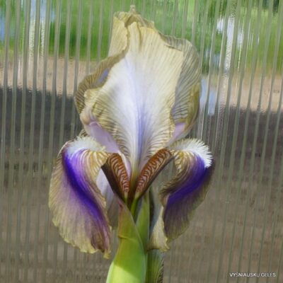 Iris hoogiana ‘Clete‘ (2)