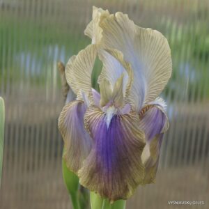 Iris hoogiana ‘Clete‘