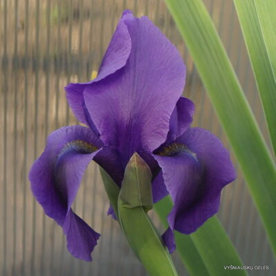 Iris hoogiana ‘Deep Purple‘ (2)