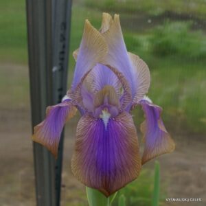 Iris hoogiana ‘Hippolyta‘