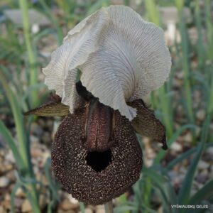 Iris iberica subsp. iberica (clone 1)