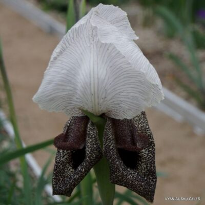 Iris iberica subsp. iberica (clone 2) (2)