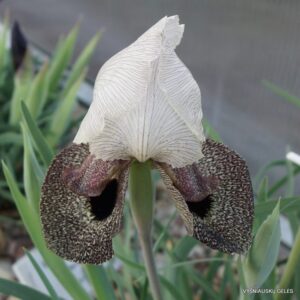 Iris iberica subsp. iberica (clone 2)