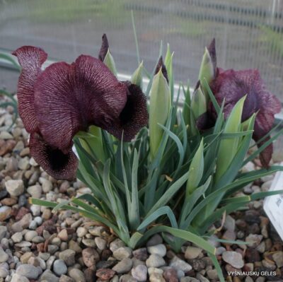 Iris iberica subsp. lycotis (clone 1) (2)