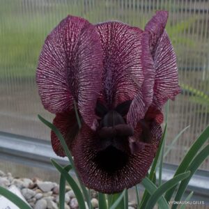 Iris iberica subsp. lycotis (clone 1)
