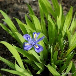Iris lacustris