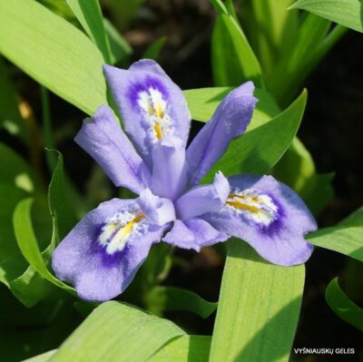 Iris lacustris (2)